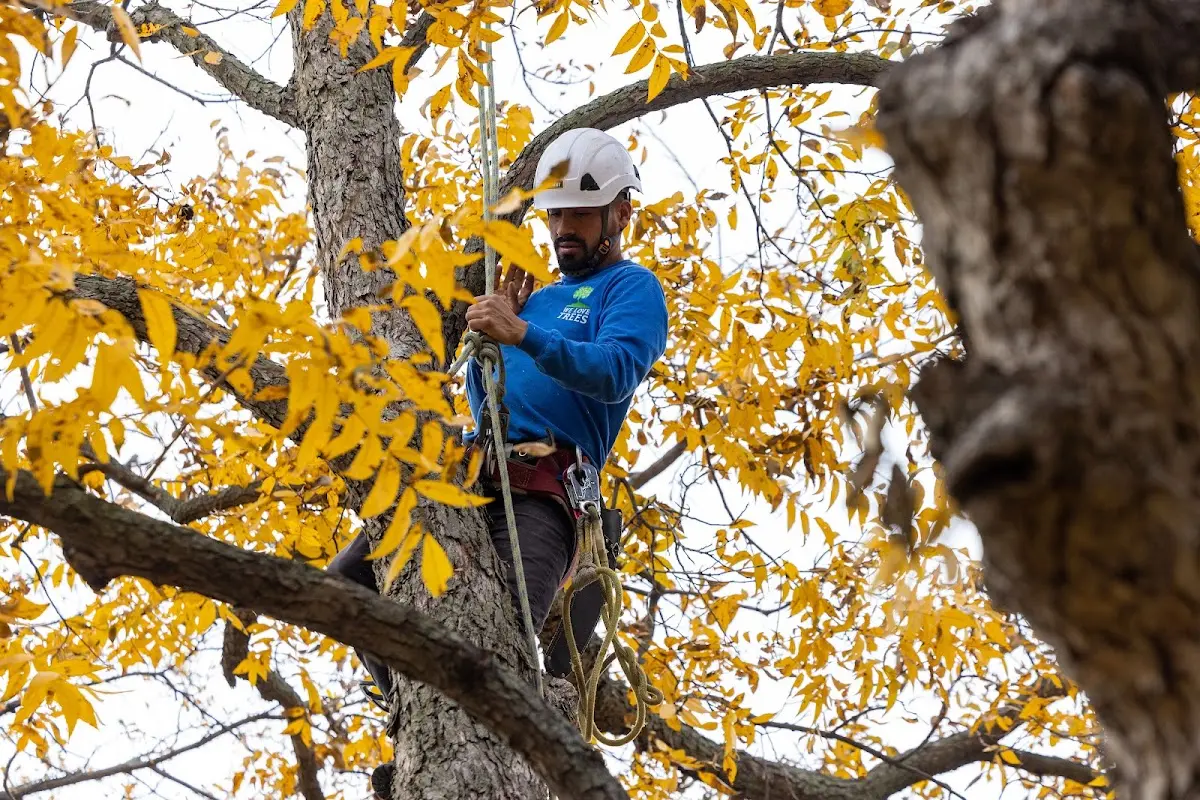 Skilled Storm Damage Cleanup crew working in Kunia